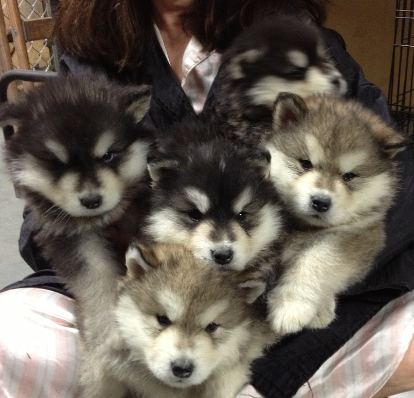 Alaskan Malamute Puppies For Sale Alaskan Malamutes Alaskan Malamute Breeders