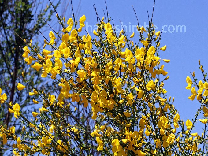 エニシダ 花しらべ 花図鑑