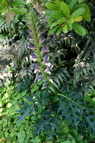 acanthus spinosus