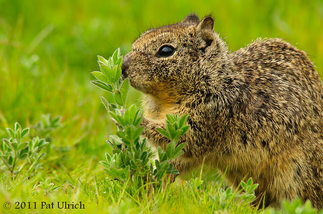 Ground Squirrel Snack - Pat Ulrich Wildlife Photography