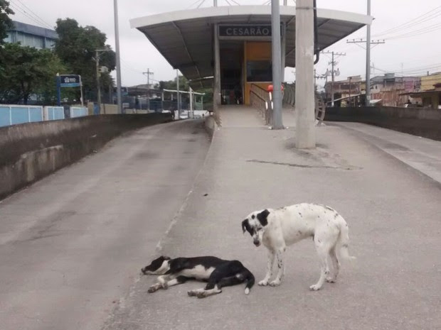 Animais abandonados perto da estação Cesarão do BRT (Foto: Divulgação / BRT)