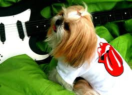 roupinha rolling stones Roupas Para os Cães   Fotos, Dicas e Como Fazer Passo a Passo