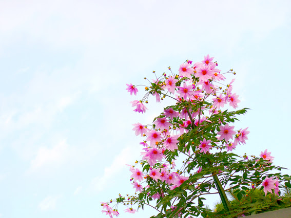 背の高いピンクの花 今日のトリメキ