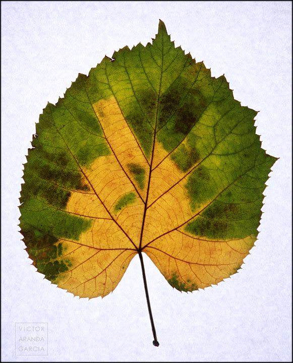 Capricho de Otoño (Valencia 2010)
