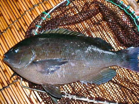 グレ メジナ の ご紹介 レストラン 珊瑚礁