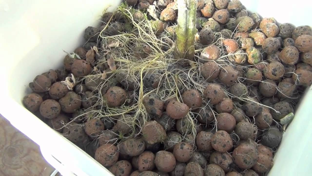 homemade hydroponics deep water subculture