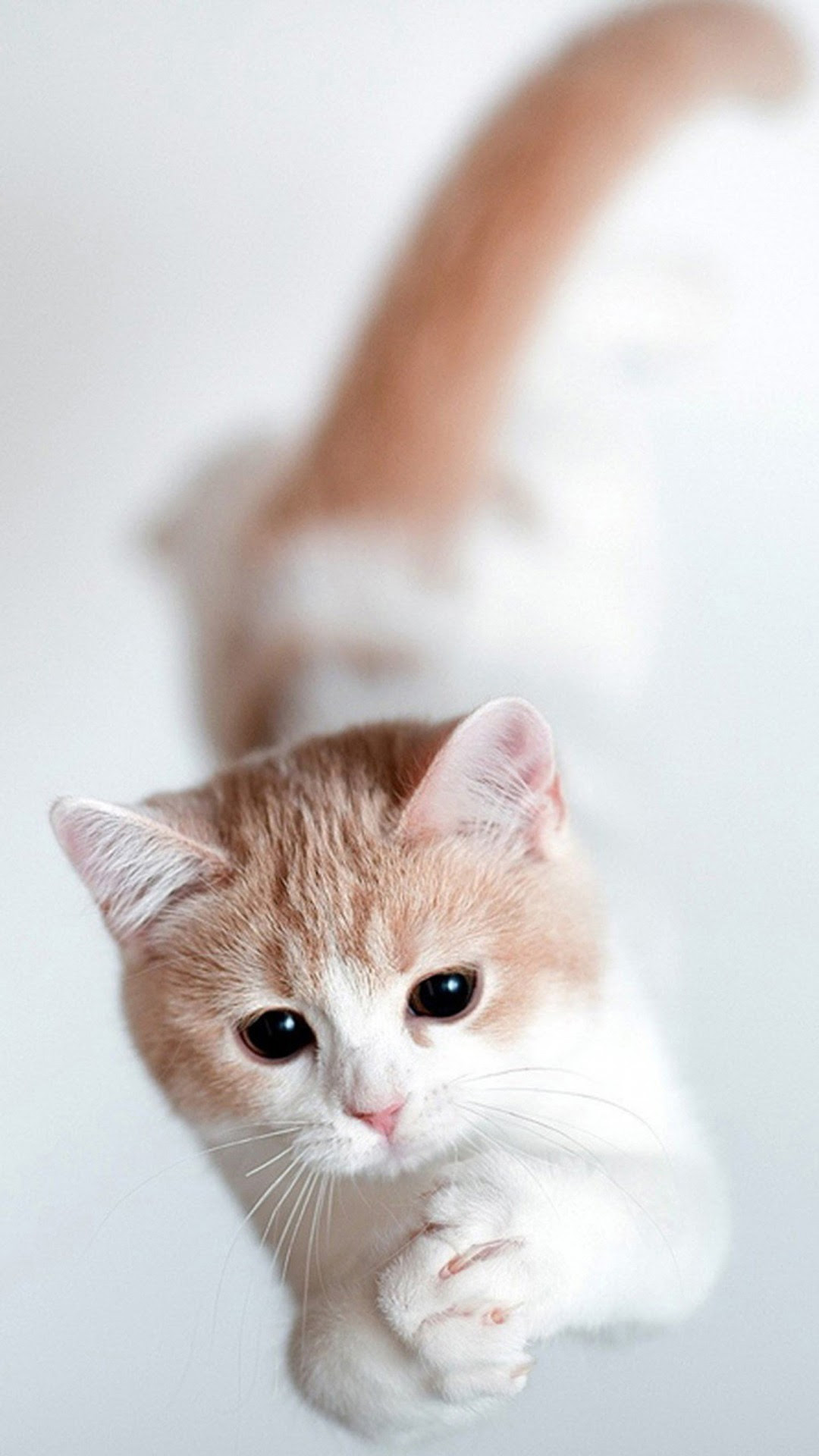  Cute  Cat  Wallpapers  for Desktop 66 images 