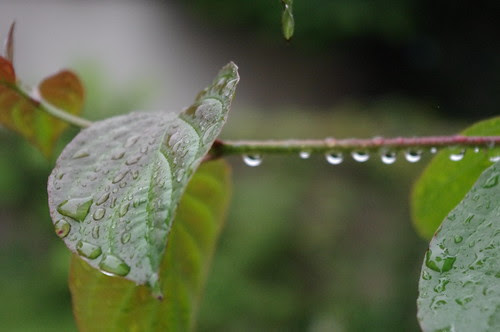 Raindrops