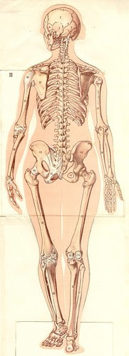 anatom37 3