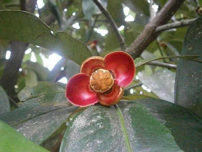 GARCINIA MANGOSTANA L. - mangostan | BOTANY.cz