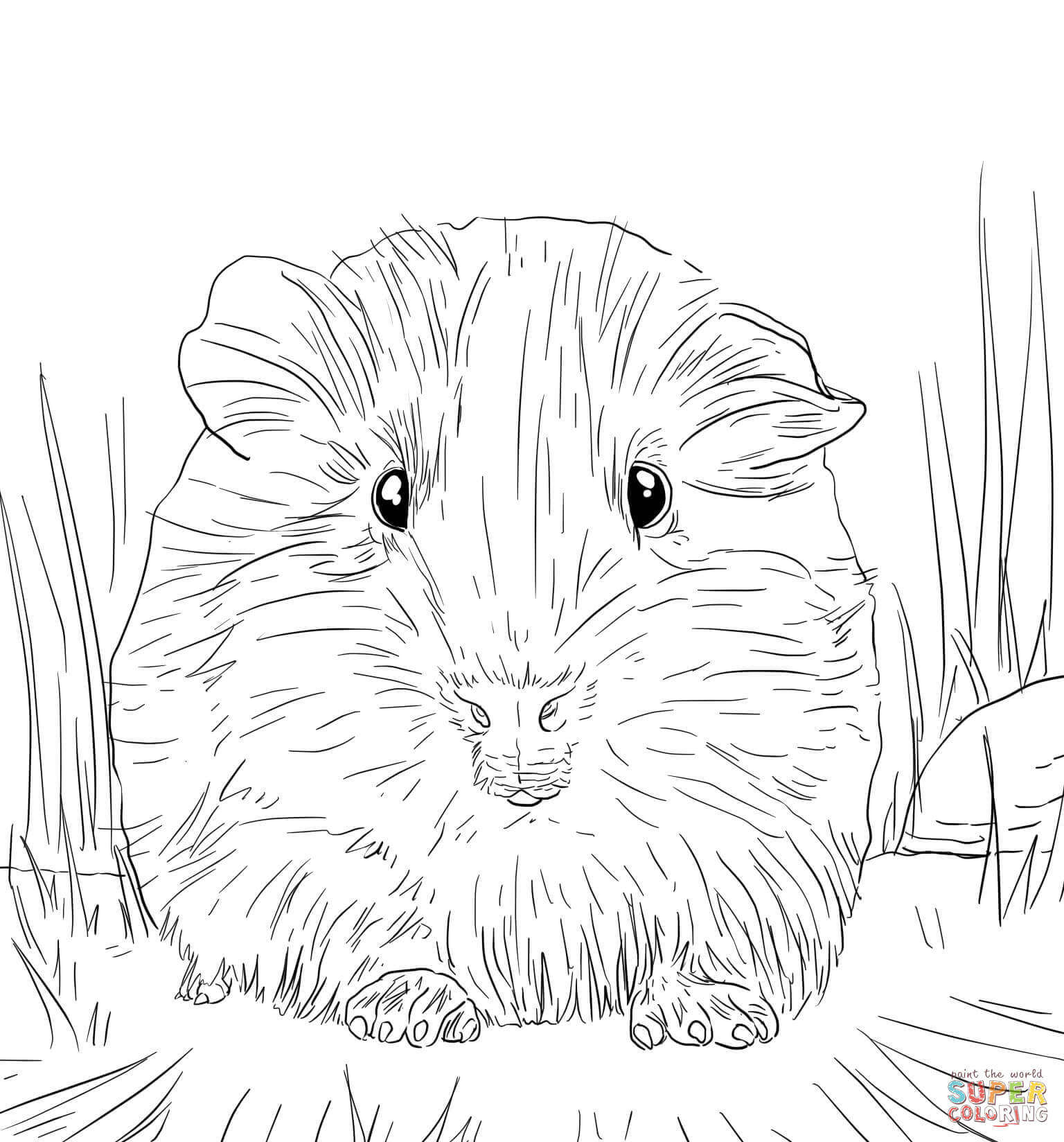 Guinea pig coloring pages