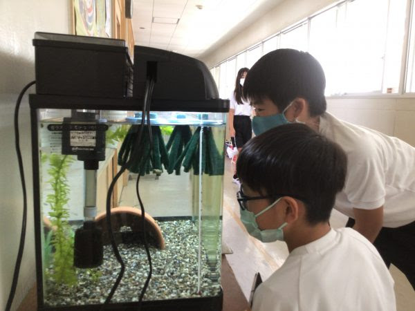 ５年生 理科 魚のたんじょう の学習