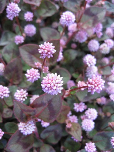 薄いピンクの小さい花 日常撮