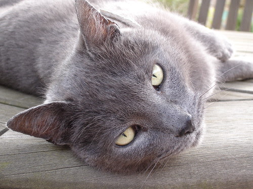 Henry relaxes