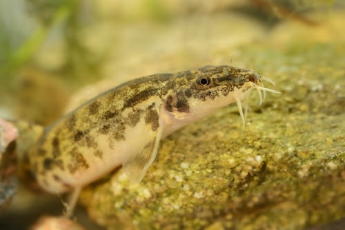ドジョウが砂に潜る理由って何 潜らないのもいる 熱帯魚 淡水魚 海水魚の図鑑