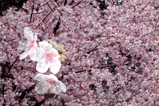 東海桜とソメイヨシノ多重露光 照片共享页面 撮影蔵