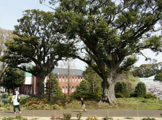 スダジイ すだ椎 ブナ科シイ属