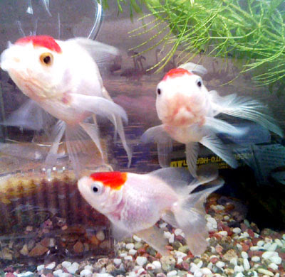 丹頂 金魚飼育は楽し