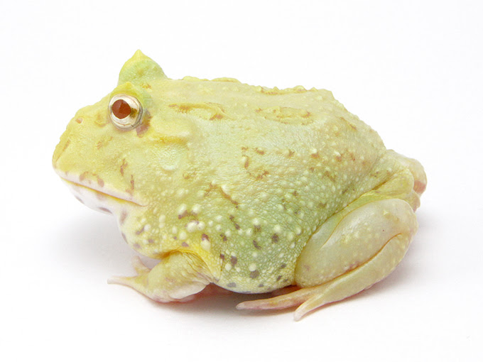 ライムグリーンアルビノツノガエル ツノガエルのブリーダーnuance 飼育 販売 Pacman Frog