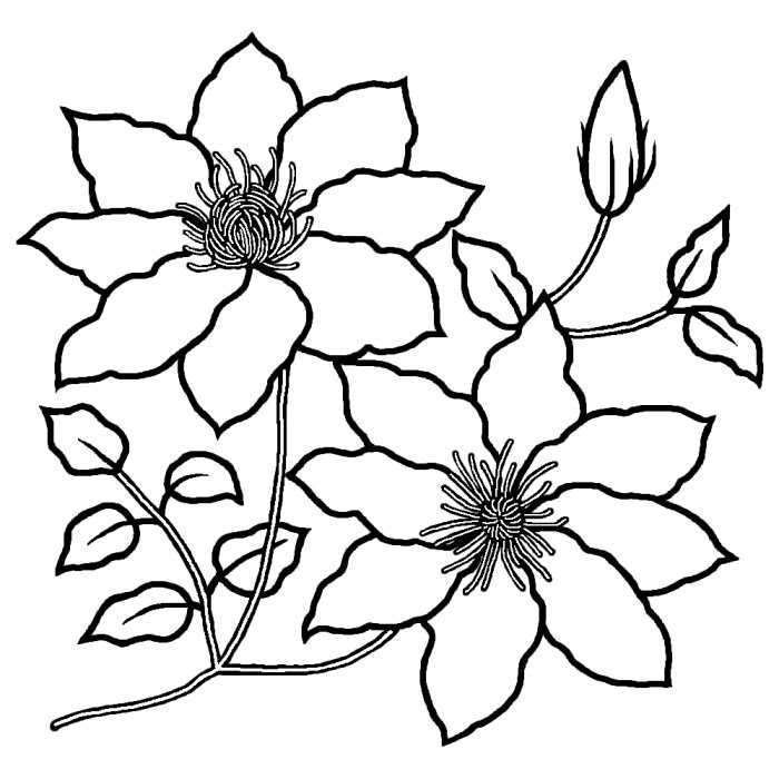 クレマチス 白黒 春の花 無料イラスト素材