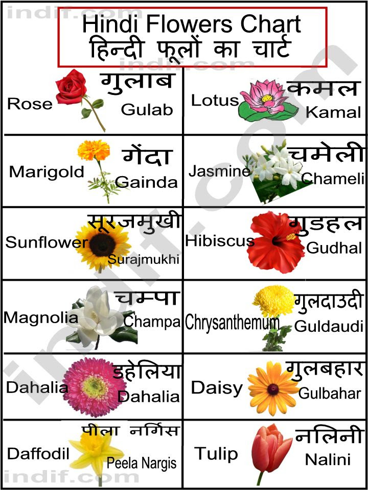 Hindi Flowers Chart, हिन्दी फूलों का चार्ट