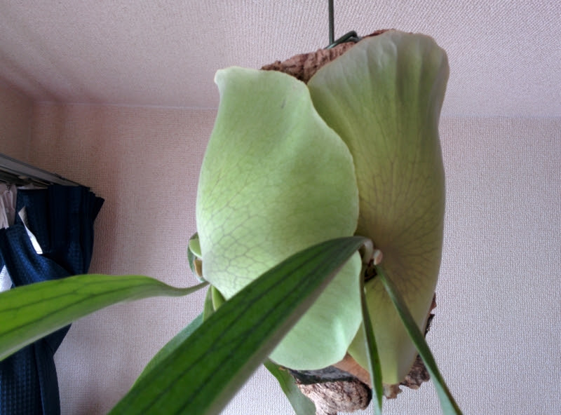 ビカクシダの成長報告 15 11 2 Yoshida Lab S Blog