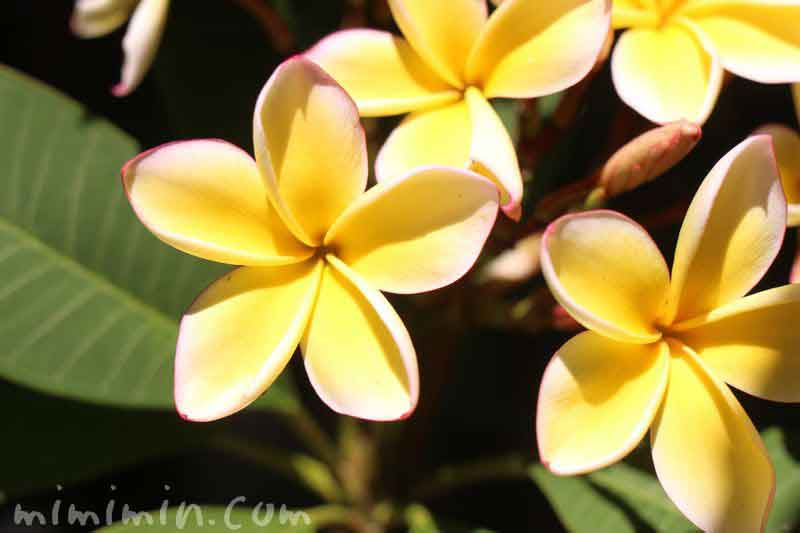 プルメリアの花言葉 名前の由来 誕生花 みみみんブログ