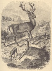 cerfs