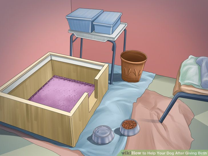 Help Your Dog After Giving Birth Step 3 Version 4.jpg