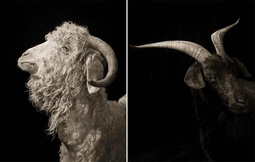 Majestic Black and White Studio Portraits of Goats and Sheep by Kevin Horan sheep portraits humor goats black and white 