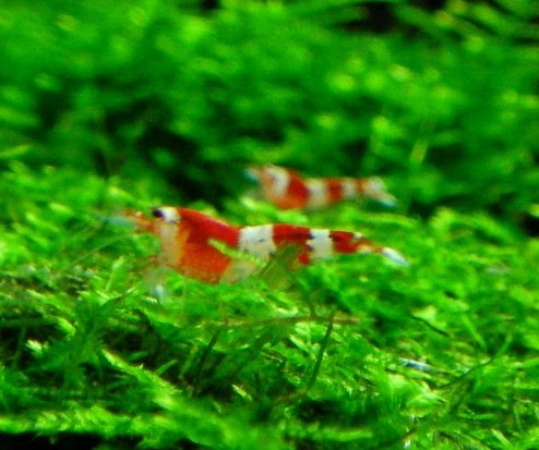 大好評400円レッドビー 熱帯魚 水草 帯広 環境ホタル塾 ブログ 帯広なびブログ