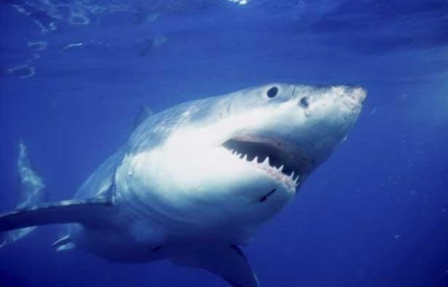 Résultat de recherche d'images pour "requin tueur"