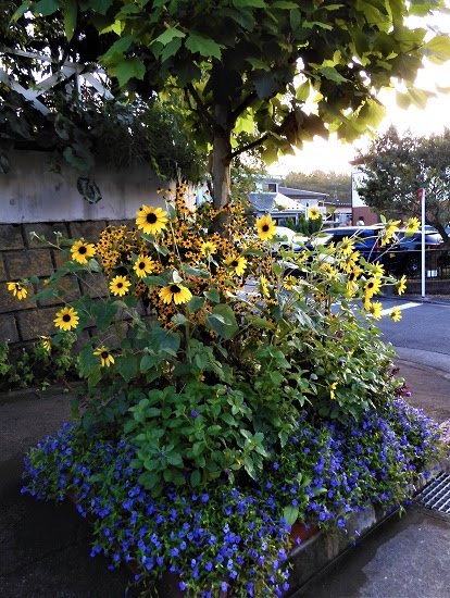 街路樹の下の花壇 Noririの庭