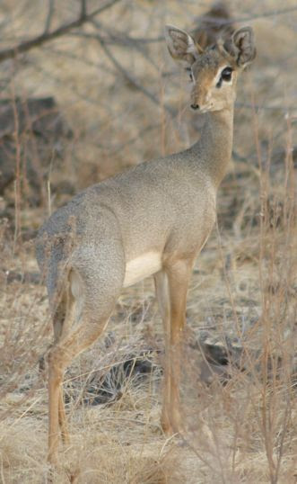 dikdik