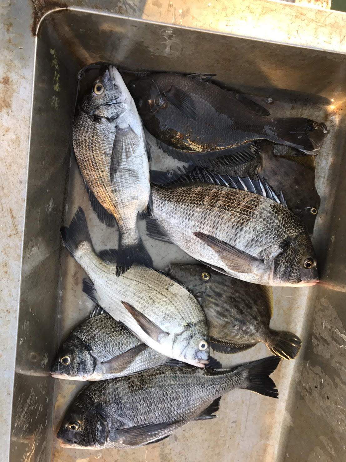 筏ちぬ釣果速報 相差海釣りセンター釣果