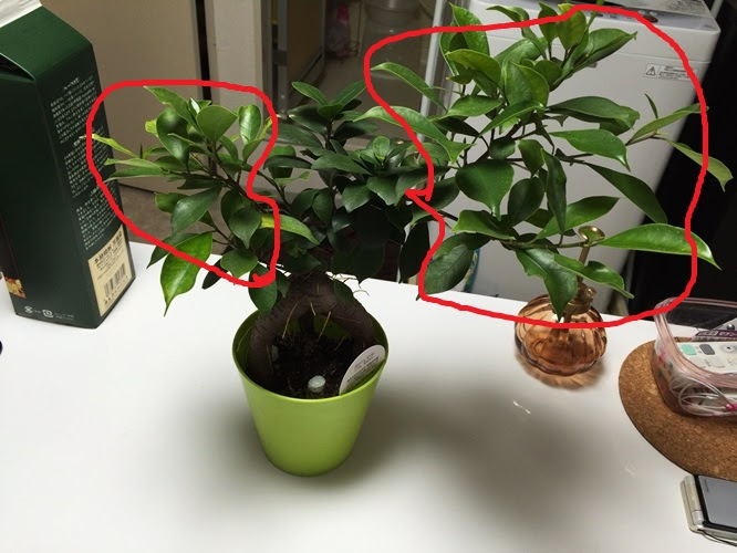 観葉植物 ガジュマルの剪定 やり方 時期 挿木方法など