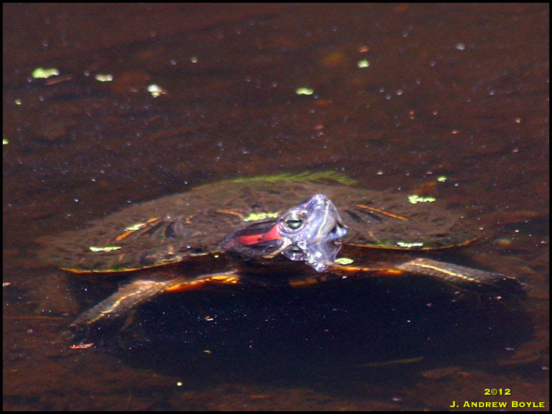 Red-eared Slider
