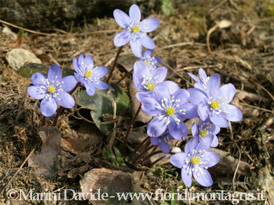 Fiori Di Montagna