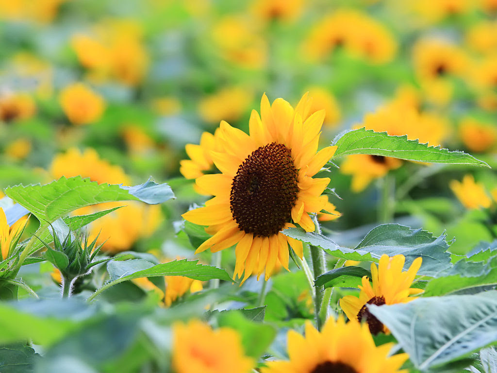 花の無料壁紙写真 花の無料写真素材 四季の花の写真集