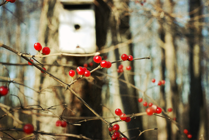 Red berries and birdhouse