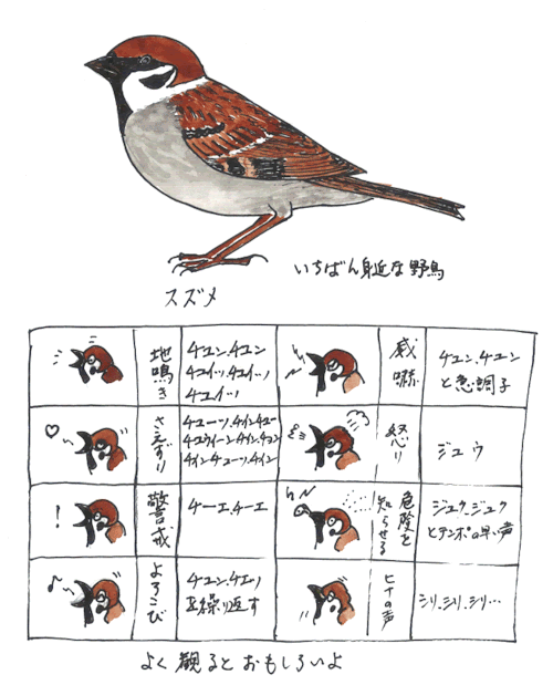 スズメの感情表現表 ゆかいな画像を見たい