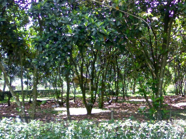 Gadis Cantik Pacaran dengan Genderuwo - CeritaMistis