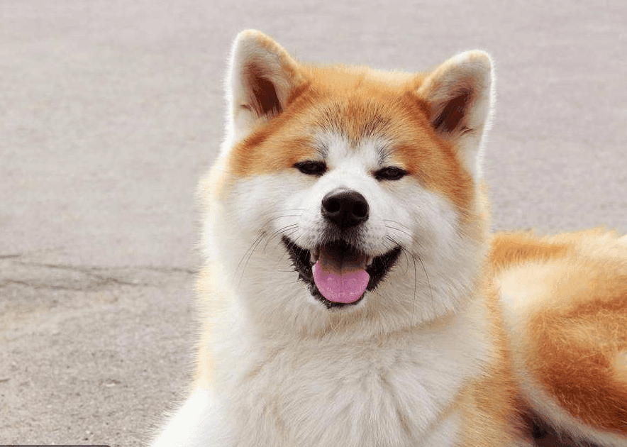 秋田犬的寿命和长寿秘诀 看点快报