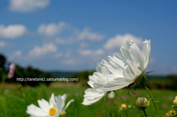 増田のコスモス畑 Tanega島2