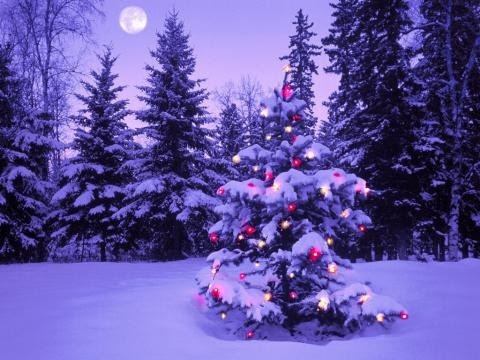 雪の中のクリスマスツリー 写真共有サイト フォト蔵