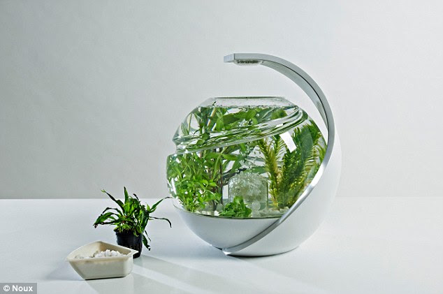 Cleaning up: A young designer has created a fish tank that she claims never needs cleaning, the water changing, or a new filter. The spherical tank, called Avo, (pictured) only requires an owner to top up the water occasionally – and to feed the fish.