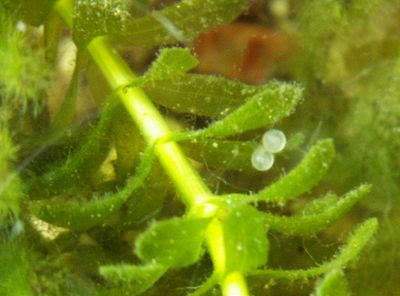 白メダカが産卵 観察