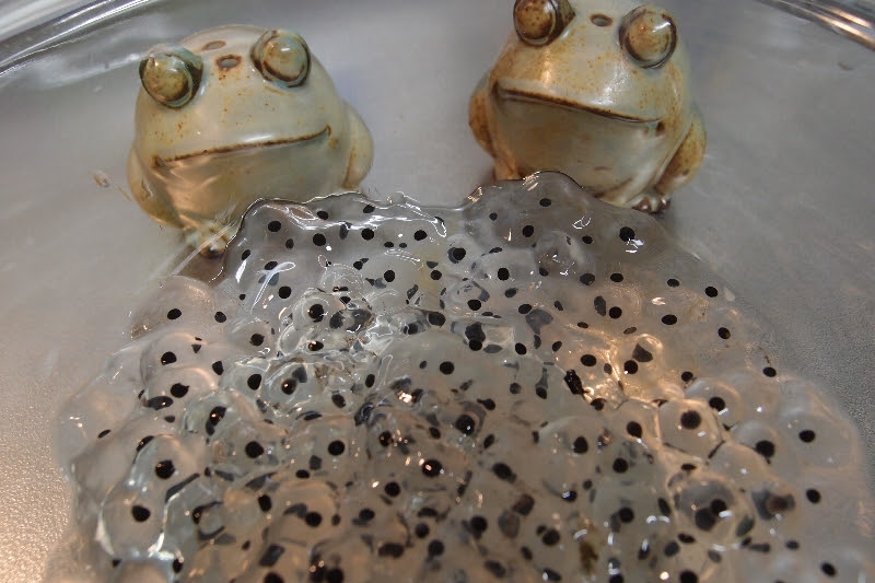 カエルの卵がおいしそう 紺色のひと
