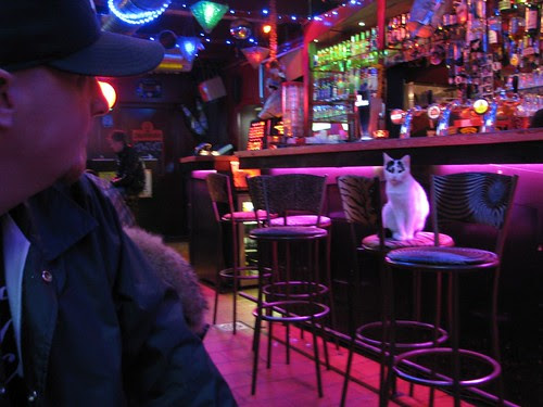 Tetra cat eyeing Tom