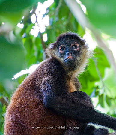 Spider Monkey